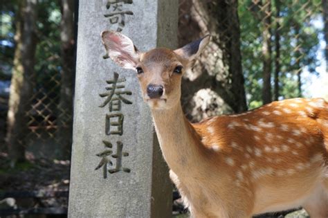 神話:48fpnmi66yg= 鹿|鹿と神道